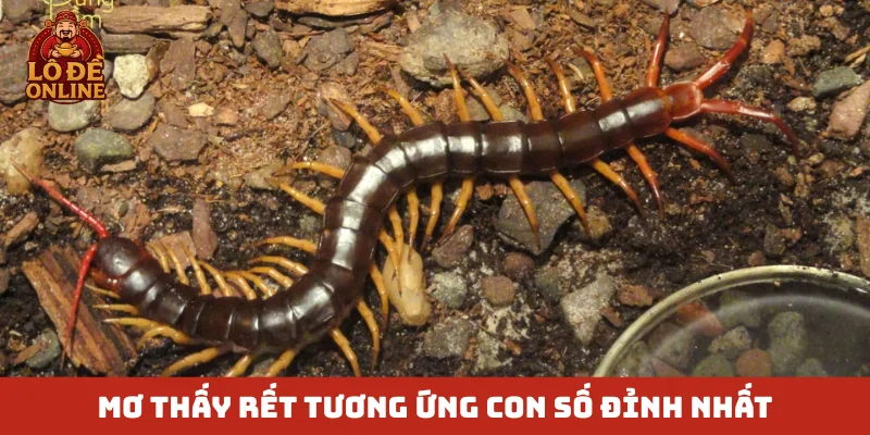 Mơ thấy rết tương ứng con số đỉnh nhất