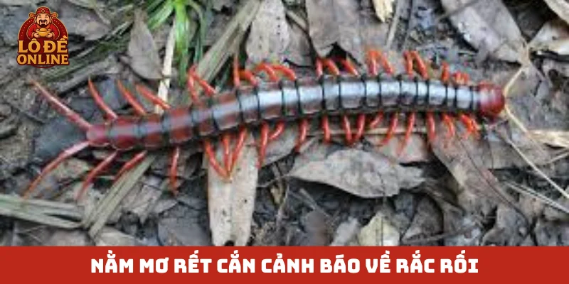 Nằm mơ rết cắn cảnh báo về rắc rối