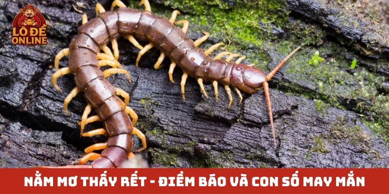 Nằm mơ thấy rết