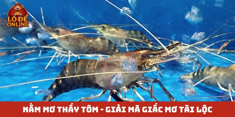 Nằm mơ thấy tôm