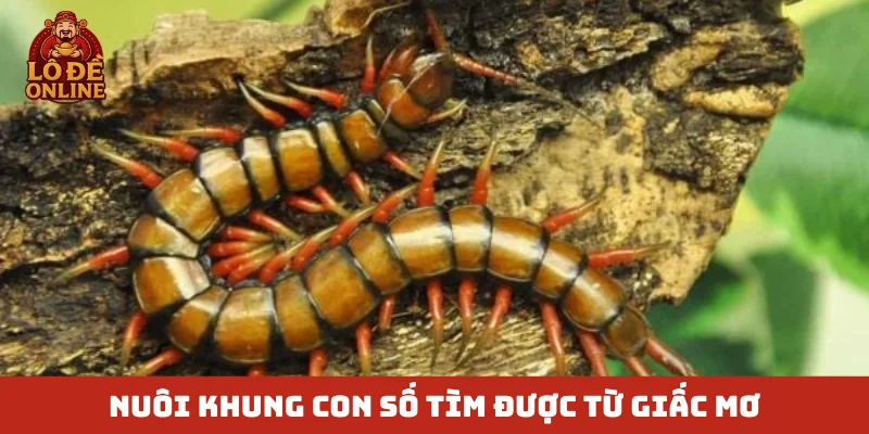 Nuôi khung con số tìm được từ giấc mơ